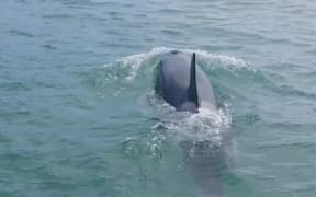 One of the killer whales that surrounded diver Hamish Stewart off Rangipukea Island.