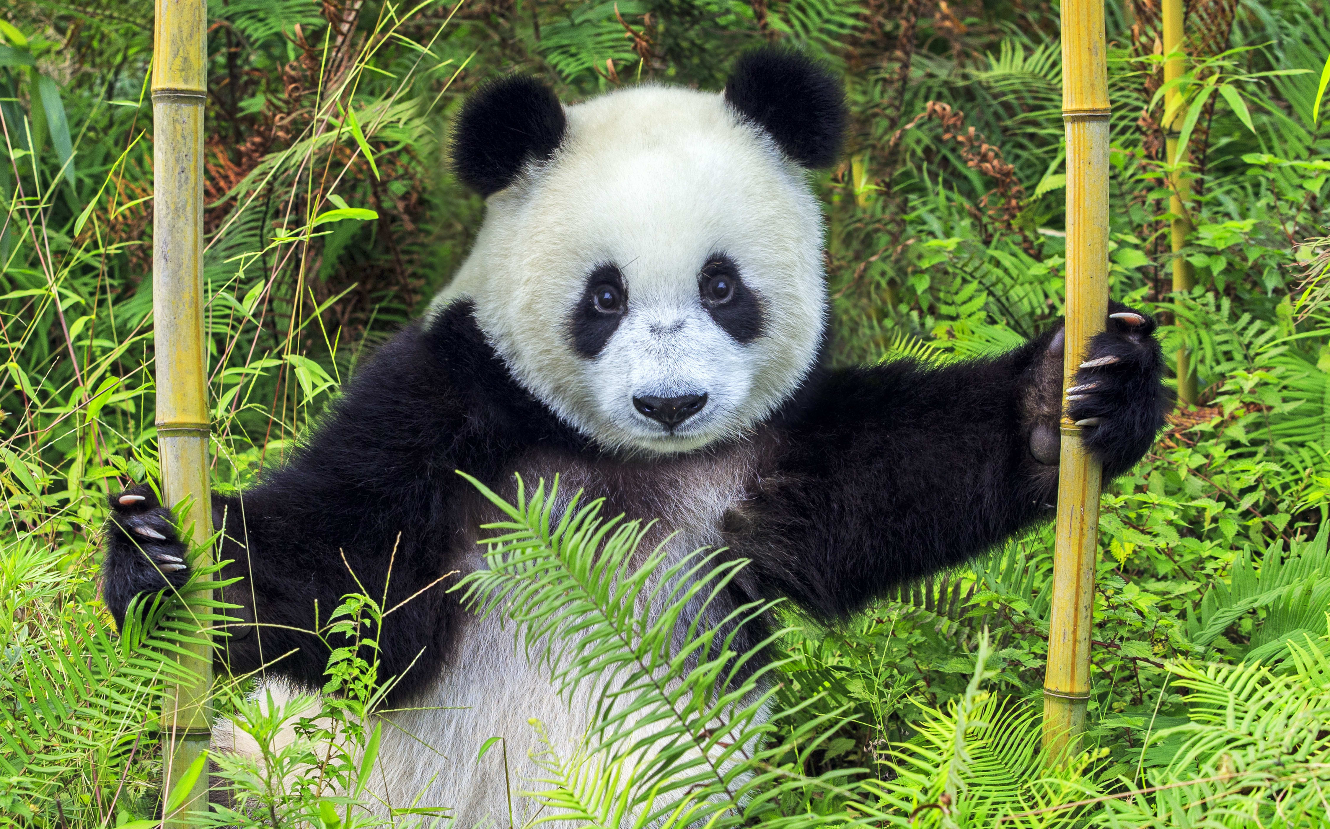 Panda