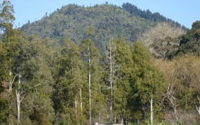 Taupiri Mountain, where the Huntly section of the Waikato Expressway will be built behind.
