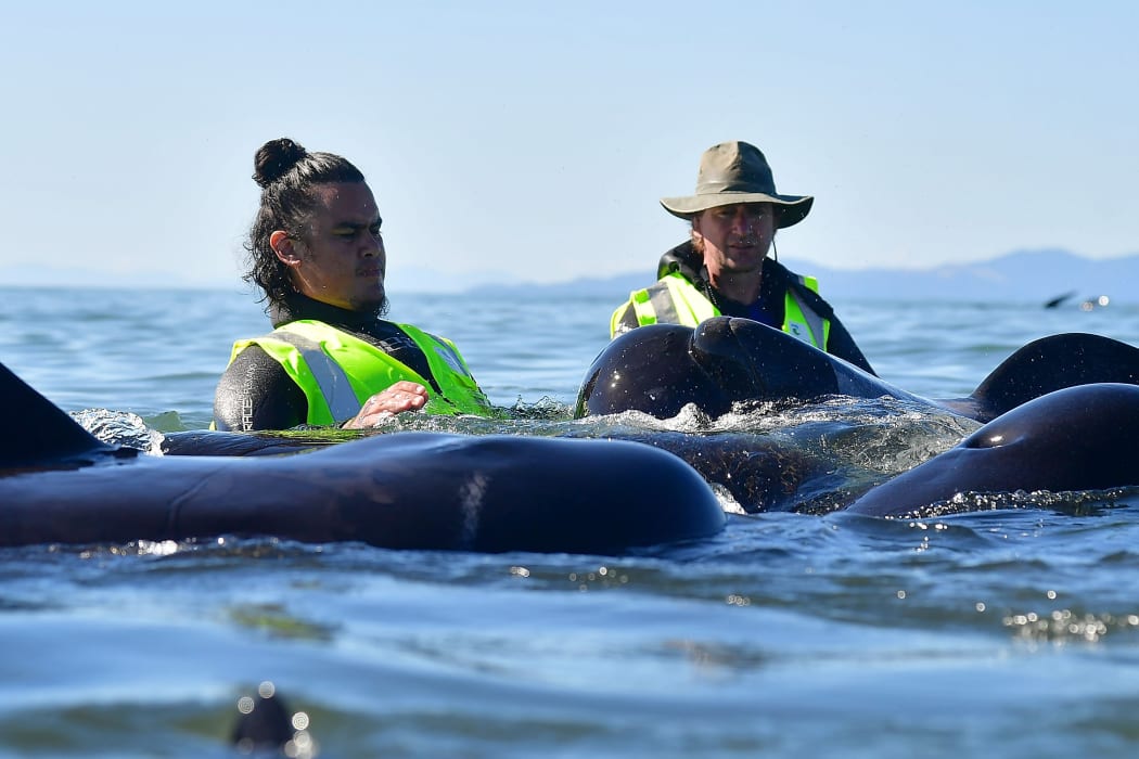 DoC wants more volunteers to help with the whales on Sunday, but says they must have a wetsuit.