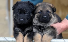 Police dogs at the Police Dog Training Centre
