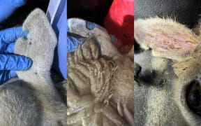 Distinctive ear markings on sheep found by police.