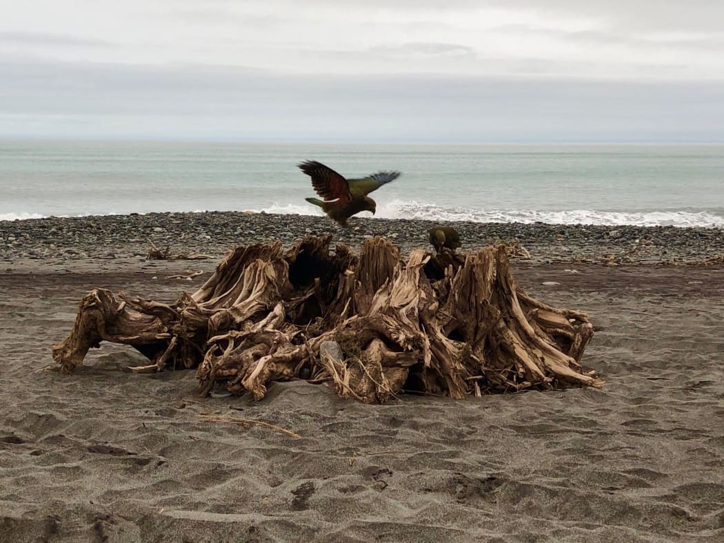 Two juvenile kea have opted for the lowland town of Ross and its nearby beach to set up residence.