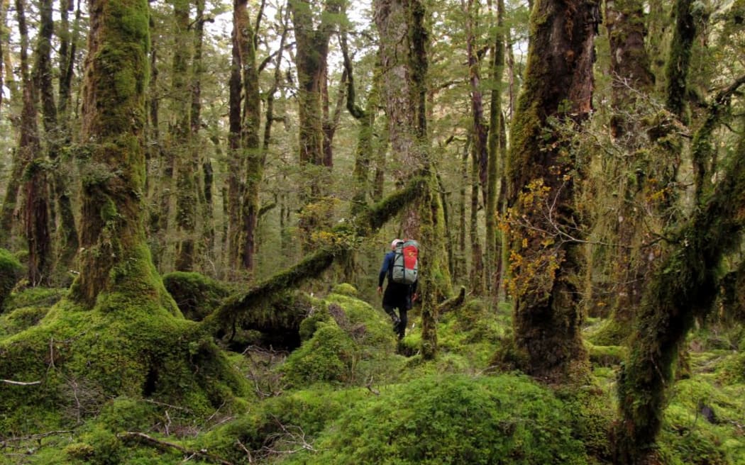 An image of a person walking through forest.