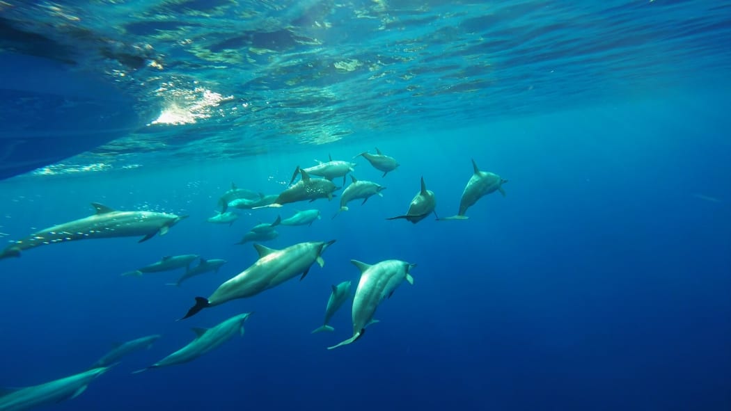 A pod of spinner dolphins in Niue