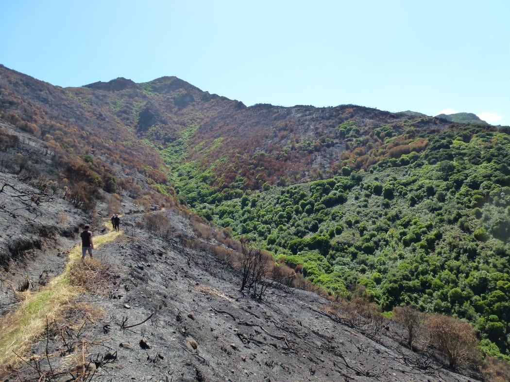 Port Hills fire damage: Ohinetahi Bush Reserve