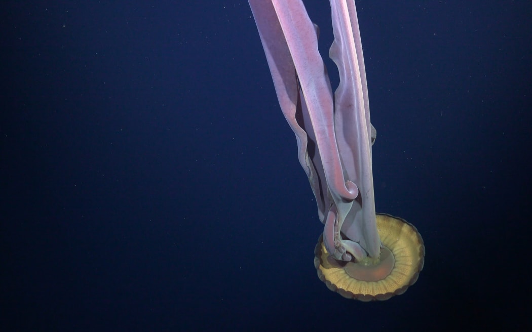 A giant phantom jelly.

CREDIT: ROV SuBastian / Schmidt Ocean Institute

Due to our legal status as a 501(c)(3) private operating foundation, no media produced by Schmidt Ocean Institute may be used in attempting to influence legislation or lobbying.

Additionally, all visual assets (Images, videos, etc) can only be used as stated by creative commons Attribution-NonCommercial-ShareAlike
CC BY-NC-SA

Attribution — You must give appropriate credit, provide a link to the license, and indicate if changes were made. You may do so in any reasonable manner, but not in any way that suggests the licensor endorses you or your use.

NonCommercial — You may not use the material for...