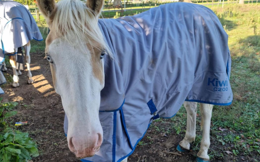 A horse looks at the camera.