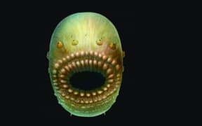 Artist’s reconstruction of Saccorhytus coronarius, based on the original fossil finds. The actual creature was probably no more than a millimetre in size