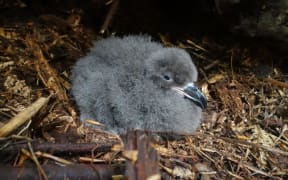 A Chatham Island taiko chick in its underground nest