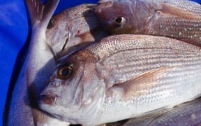 New Zealand seafood: a bin full of snapper
