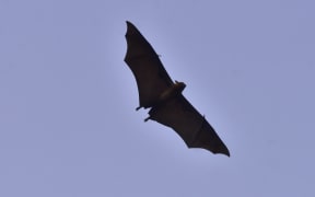 A bat flies in Nagaon District, Assam, India, on February 1, 2026. (Photo by Anuwar Hazarika/NurPhoto) (Photo by ANUWAR HAZARIKA / NurPhoto via AFP)