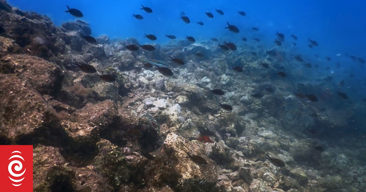 How microplastics hurt the hidden helpers that keep our coasts healthy