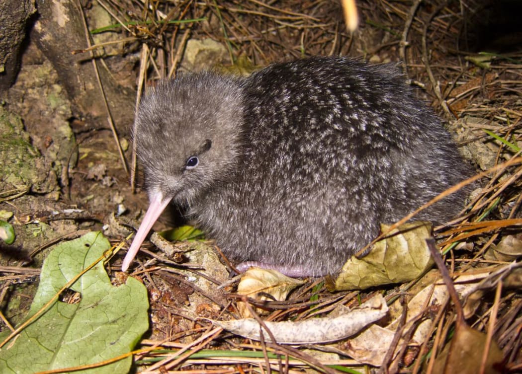 Little spotted kiwi chick.
