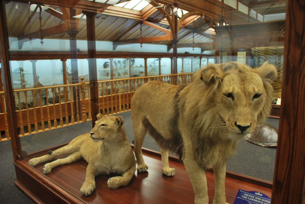 Sonia and Sultan on display at Otago Museum.