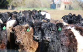 Cattle