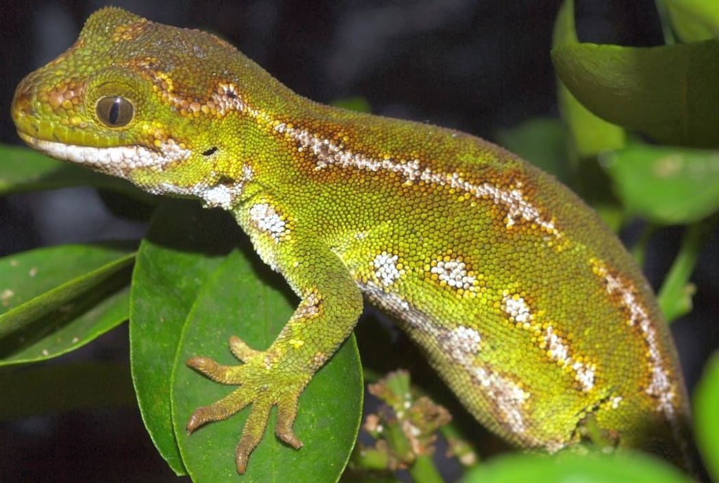 A female jewelled gecko.