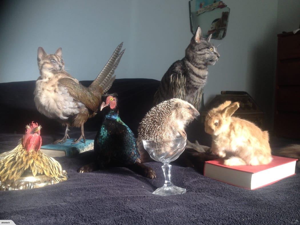The seller has other taxidermy pieces for sale.