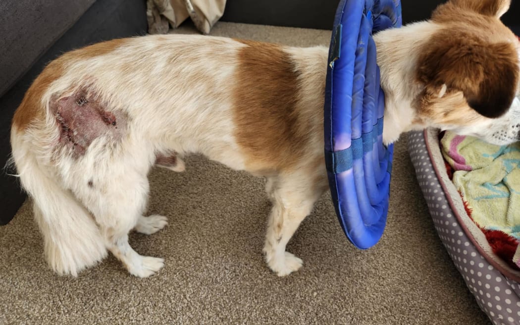Pictures are of Odie’s wounds