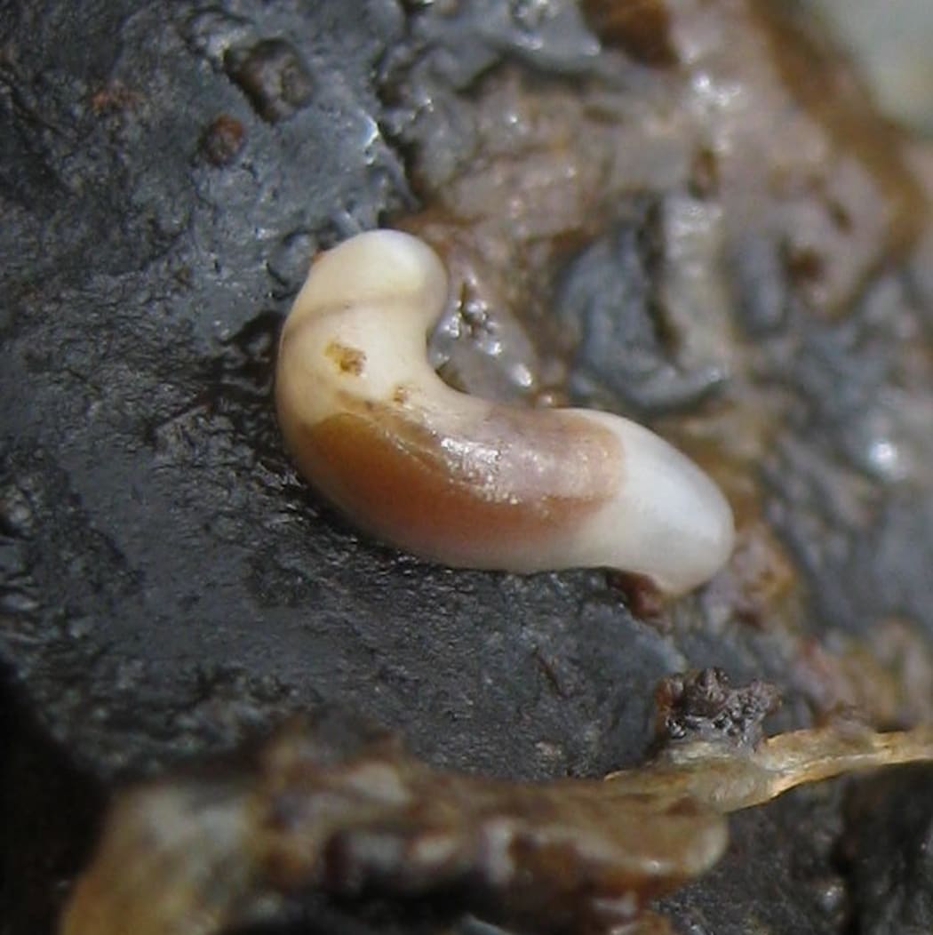 Smeagol gravel maggot