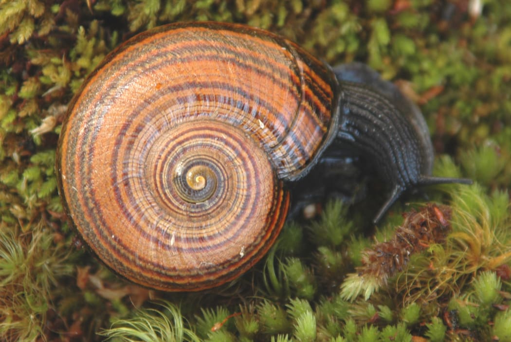 The 330ha block between Big River and Kahurangi Point is home to a species of giant land snail (Powelliphanta gilliesi kahurangica) which is unique to the area.