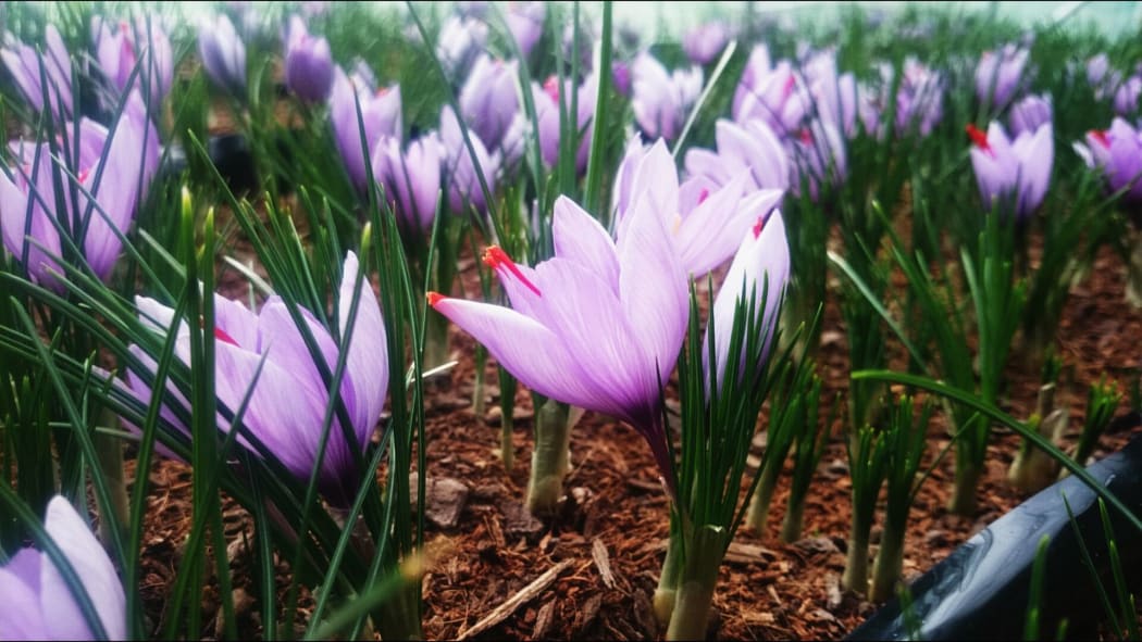 Saffron comes from the stigma of the crocus sativus