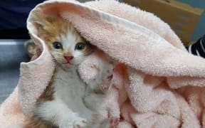 The cat after its high-speed adventure.