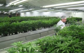 Medical marijuana plants in Ontario, Canada.