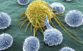 T cell latching on to a yellow cancer cell to kill it