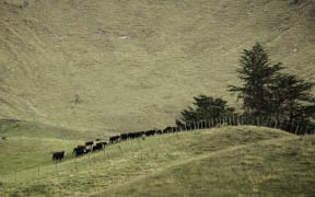 Mt Curl