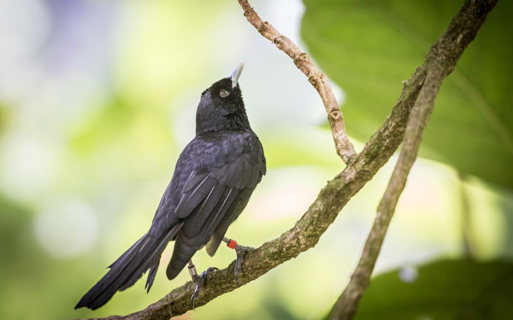 An adult Fatu Hiva monarch