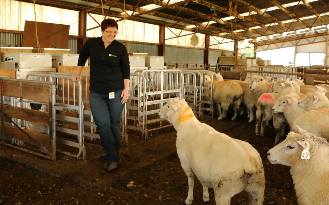 AgResearch senior scientist Suzanne Rowe runs a breeding trial to select for sheep with lower methane emissions.