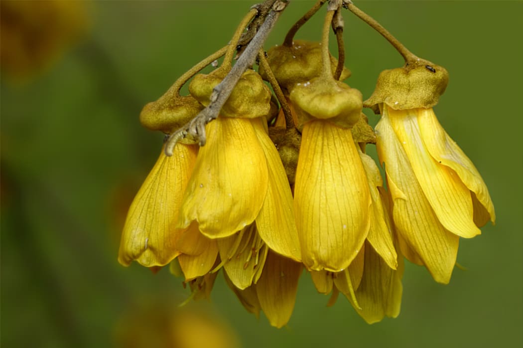 Kowhai flowers