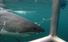Shark cage divers operate as a tourism venture.