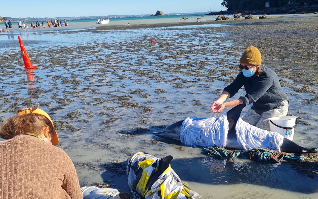 Dolphin stranding at Whakanewha Bay on Waiheke Island