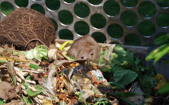 rat in a vegetable garbage bin