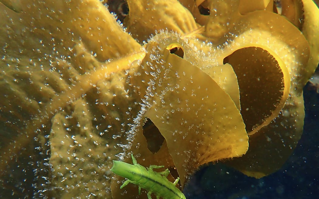 seaweed isopod