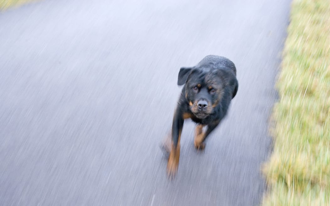File image of a Rottweiler dog.

Biosphoto / Claudius Thiriet (Photo by Claudius Thiriet / Biosphoto / Biosphoto via AFP)