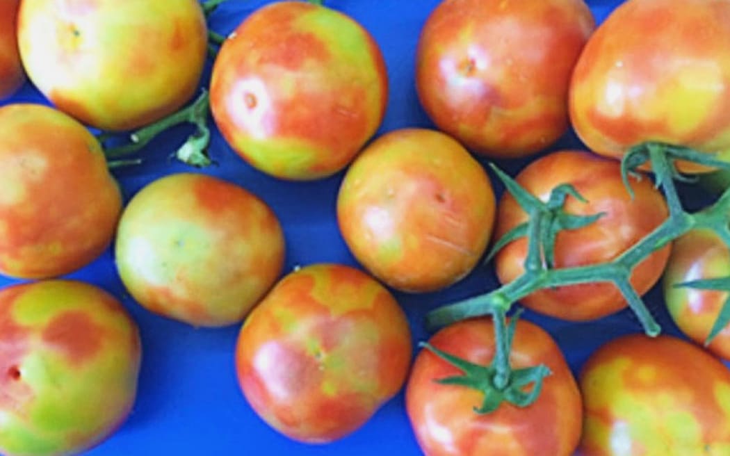 Tomato Brown Rugose Fruit Virus