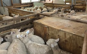 Cornwall Park sheep in pens waiting to be shorn