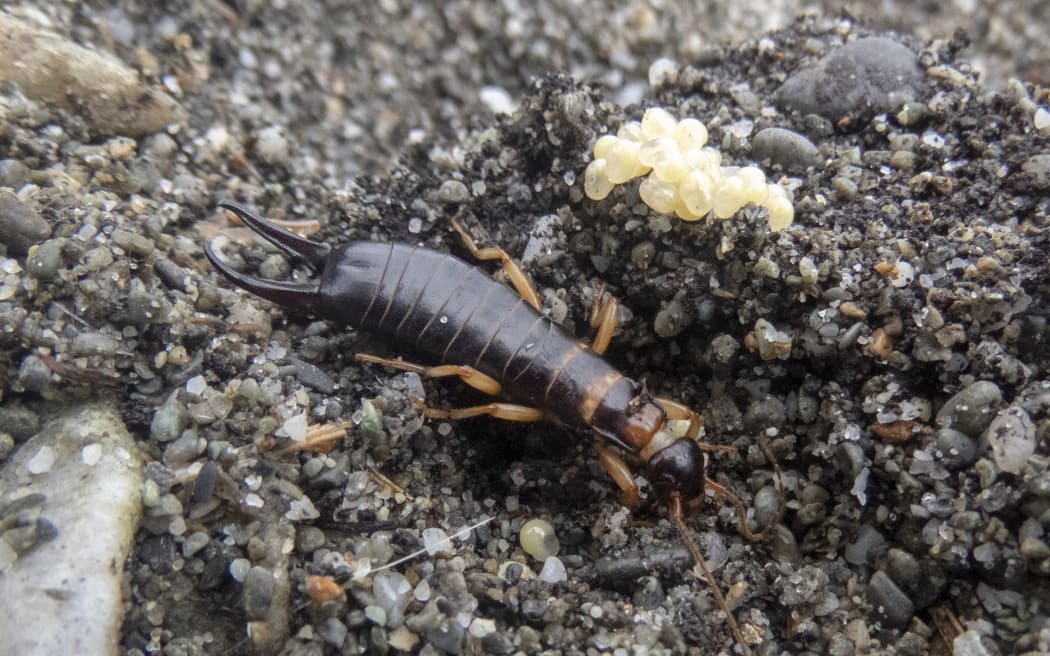 Seashore earwig