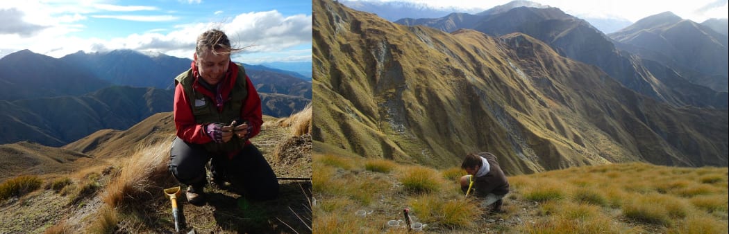 Barbara Anderson (left) and Ralf Ohlemuller (rght) digging up the more-than 800 tea bags that they buried at different altitudes along a ridge leading to the summit of Mount Cardrona, near Wanaka.
