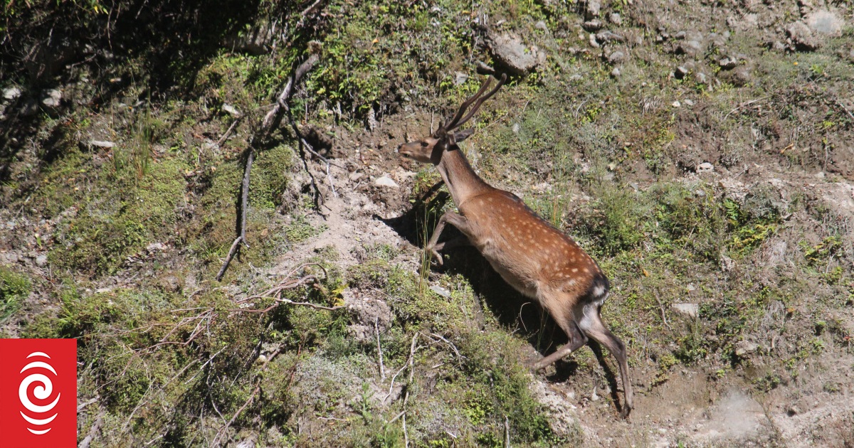 Northland wants to be the the first region to eradicate wild deer - Vimarsana News