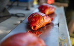 Invasive fish being caught and eliminated in Western Springs