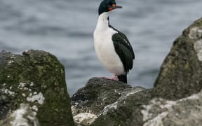 Chatham Island Shag (Leucocarbo onslowi)