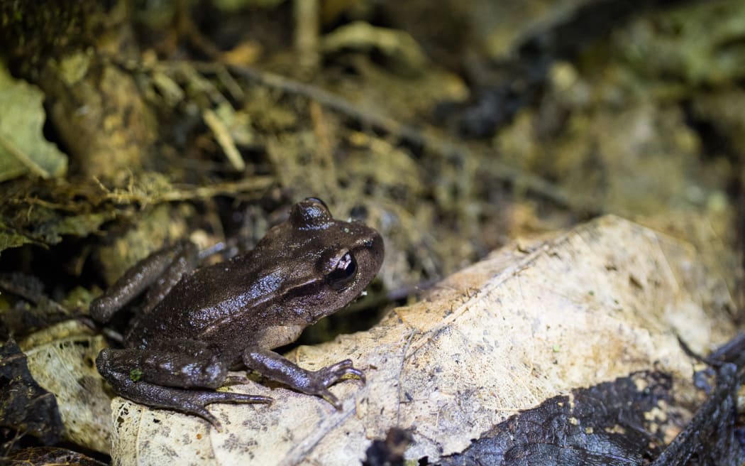 A Hamilton's frog