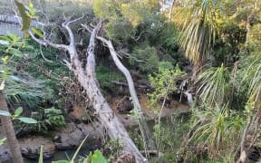 Healthy Waters is disputing a claim from a West Auckland homeowner that it was rare to see anyone clearing the section of Swanson Stream near his house. Healthy Waters says that section of the stream had had regular maintenance.