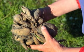 Gardener sorts out dahlia tubers