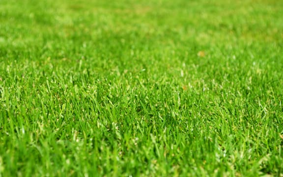 Closeup of immaculately cut lawn