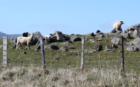 Sheep on Banks Peninsula